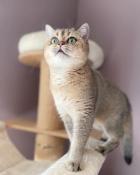 Chatons british shorthair black silver shaded loof