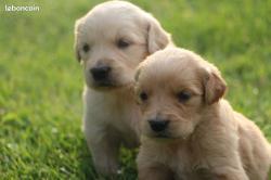 Chiots golden retriever lof