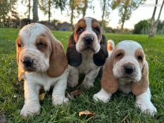 Chiots mles basset hound lof