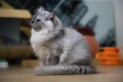 Disponible  de suite  1  chaton highland straight