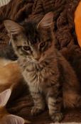 Splendides maine coon mles brown