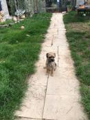 Border terrier mle inscrit au lof