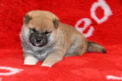 Chiots shiba inu