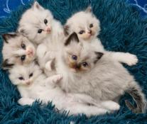 Plus que 2 chatons ragdoll loof disponibles