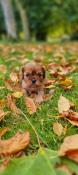 Femelle cavalier king charles ruby