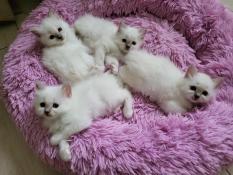 Chatons  rserver