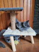 Chatons chartreux