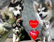 6 chiots apparence pomsky f4 avec pedigree