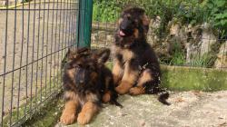 Beaux chiots berger allemand poils longs lof