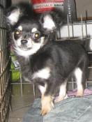 Chiots lof chihuahua poil long