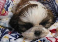 Chiots lof shih tzu