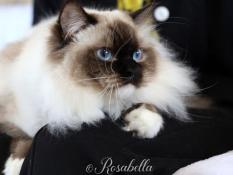 Chatons ragdoll loof lev en famille, livraison possible