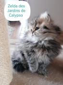 Chatons british longhair