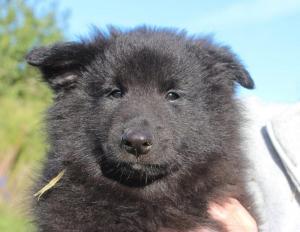 Chiot mle berger belge groenendael