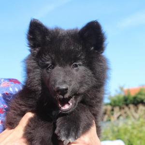 Chiot femelle berger belge groenendael