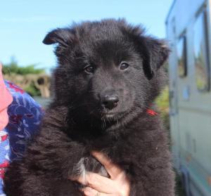 Chiot femelle berger belge groenendael