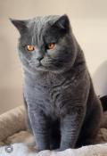 Chatons british shorthair bleu