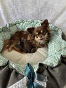 Chiots chihuahua poil long marron et tan loof parfait