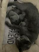 Chatons chartreux  rserver