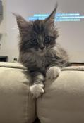 Chatonne maine coon loof