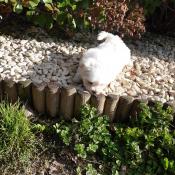 1 chiot bichon maltais mle