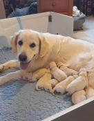 Chiots golden retriever