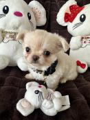 Sublime chiot chihuahua lof