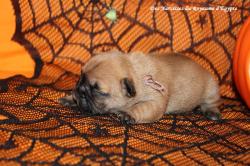 Magnifique chiots bouledogue franais lof