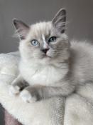 Adorable chaton ragdoll mle  adopter