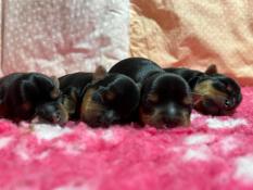 Porte exceptionnelle de 4 chiots yorkshire terrier lof