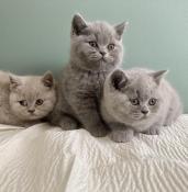 Magnifiques chatons britsh shothair bleus et lilas loof