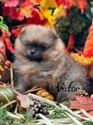 Chiot spitz nain pomeranien