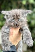 Magnifiques chatons maine coon loof