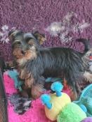 Adorables femelles yorkshire terrier lof