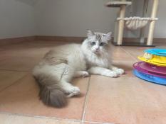 Ragdoll mle loof pour saillie