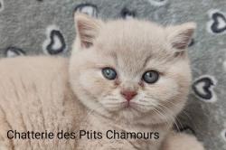 Porte de 3 british shorthair et longhair