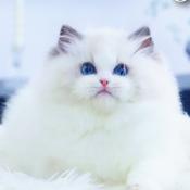 Adorables chatons ragdoll