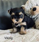 Bbs yorkshire terrier lof