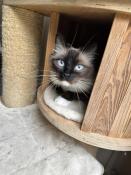 Chatons ragdoll loof