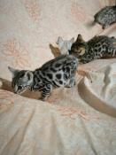 Chatons bengal  rosettes