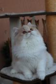 Chaton british longhair