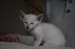 6 chatons siamois loof disponibles dbut dcembre