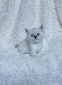 Chatons sacrs de birmanie loof  rserver