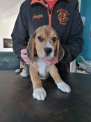 Chiots beagles disponibles