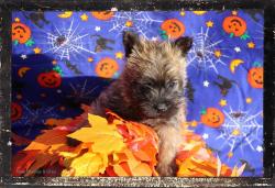 En bourgogne chiots cairn terrier  rserver