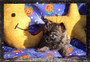 Chiot mle cairn terrier