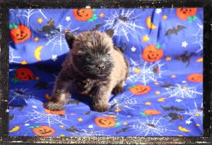 Chiot mle cairn terrier