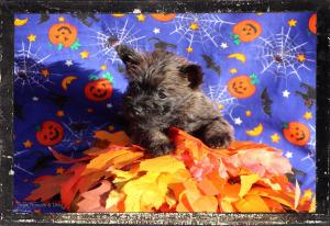 Chiot mle cairn terrier