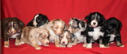 Chiots bergers amricains miniatures de slection lof