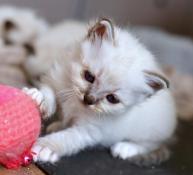 Chatons sacr de birmanie  vendre